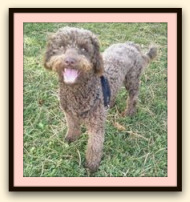 chocolate miniature golden doodle