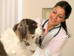 Dog and Veterinarian