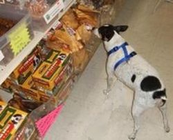 what is the shelf life of dry dog food