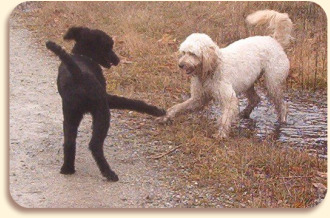 Goldendoodle Dogs