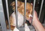 Papillon in Animal Shelter