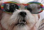 Shih Tzu wearing Sunglasses