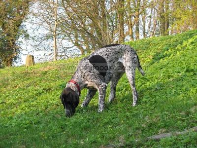 The Birthday Boy Enjoying a Good Sniff