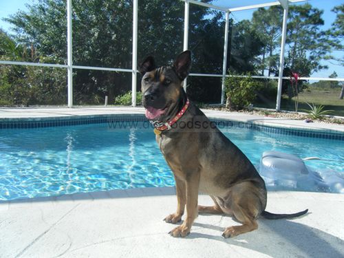 Bella the Shar Pei Mix