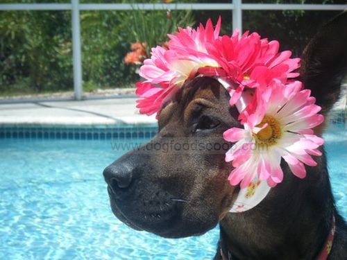 Bella the Shar Pei Mix