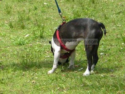 Boston Terrier Sniffing