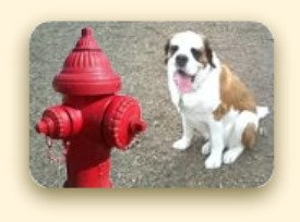 St. Bernard Dog at Fire Hydrant